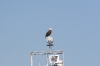 2012-03-15-eagle-icw-002